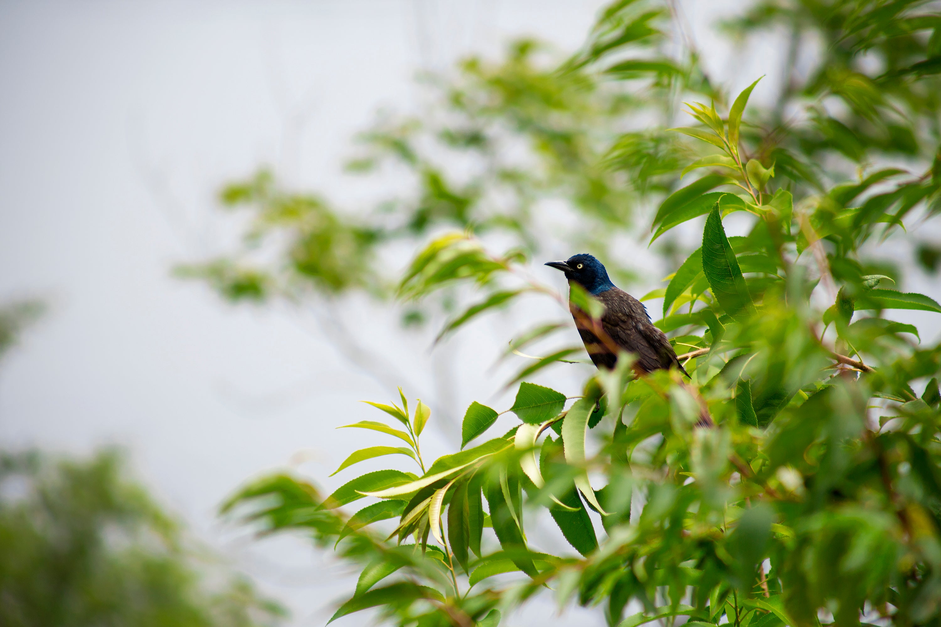 environmental stewardship, a blue headed bird perches on a twig
