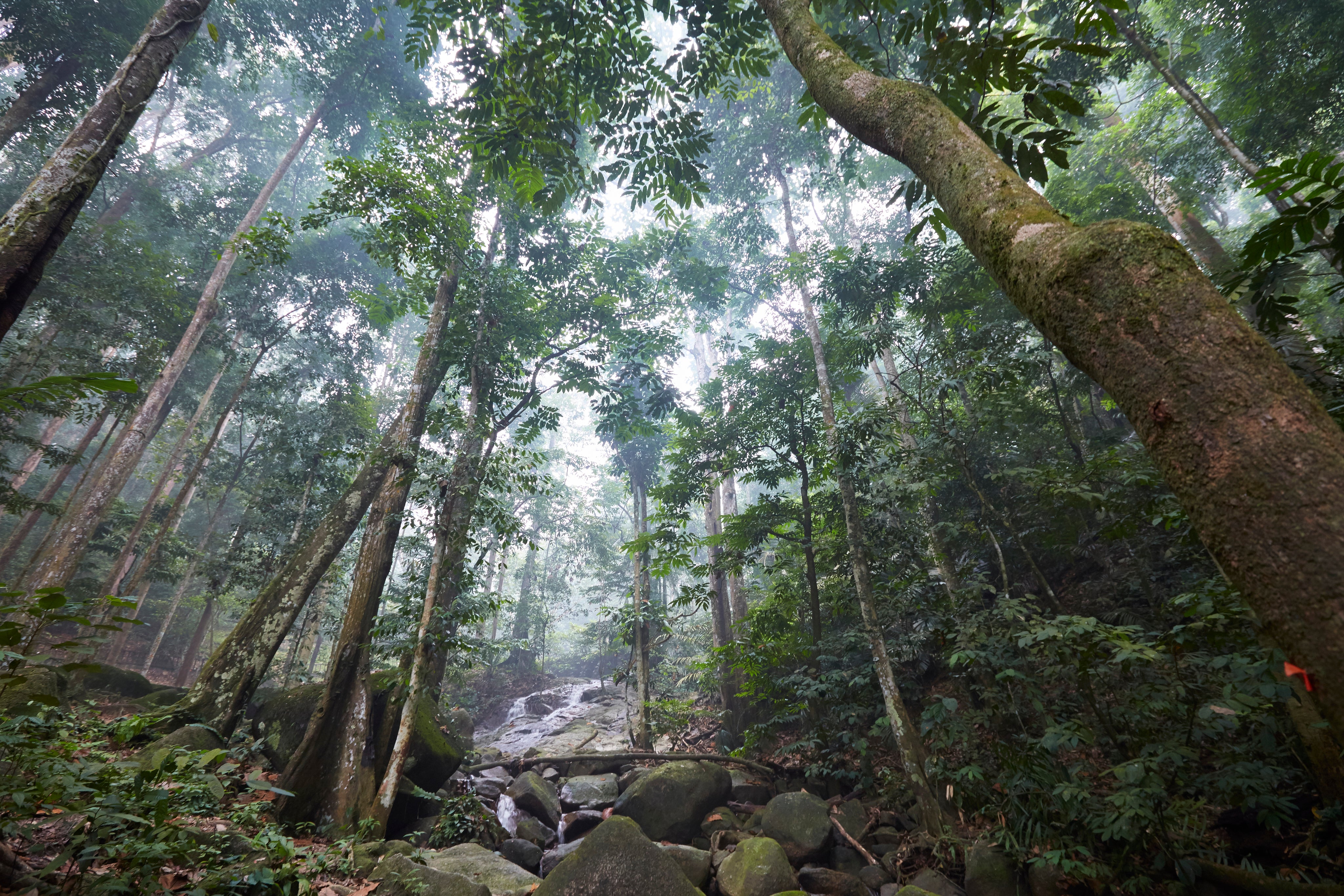 sustainability, misty forest river