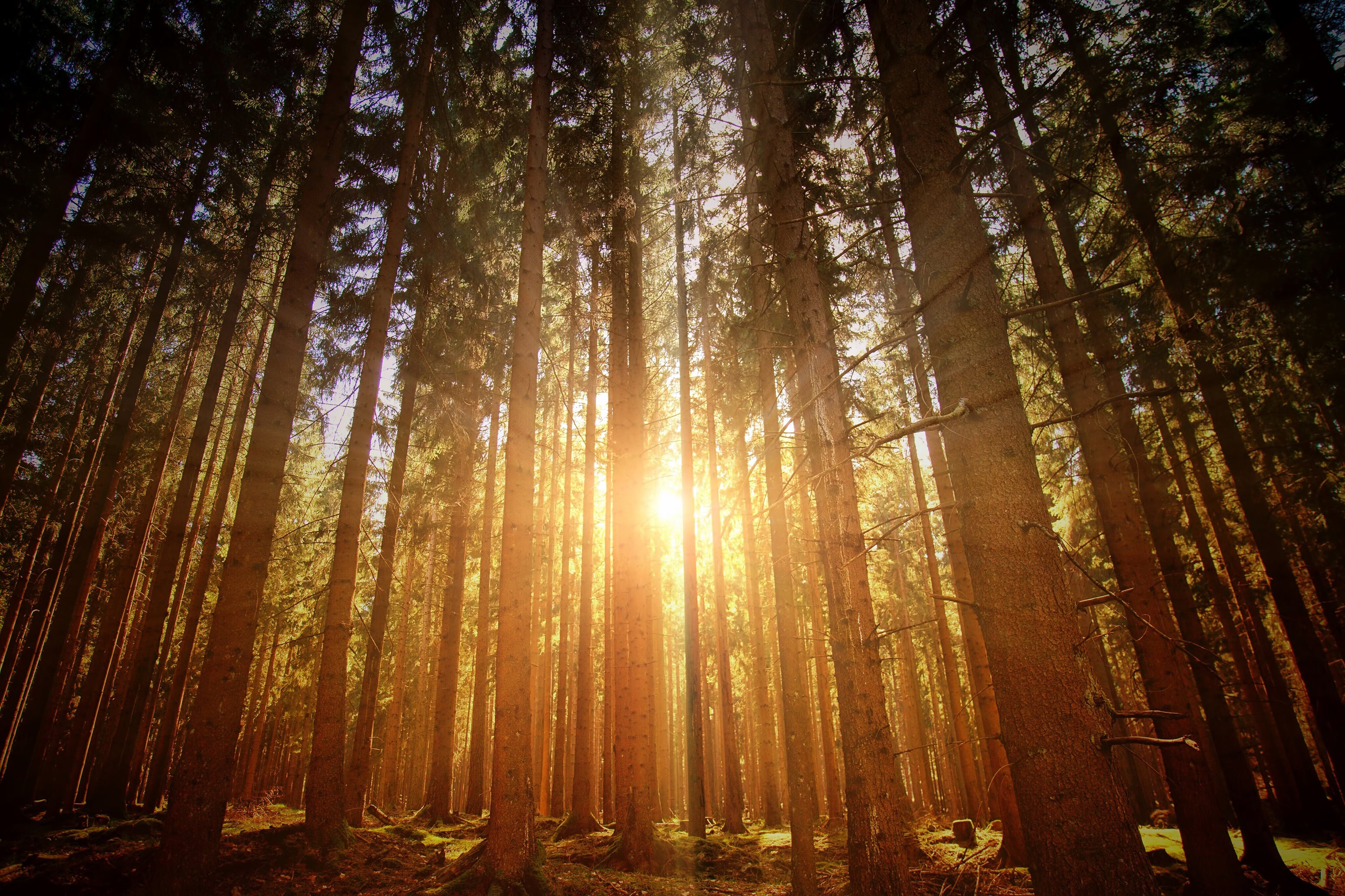 sustainability with purpose: empowering people and the planet, sunrise bursts through forest trees